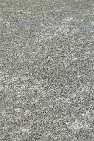 CJF CUP 2026
